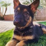 Harley Ray Obrien - @harley.the.gs - Instagram