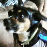 (A.K.A Sausage) - @harley._.olsen - Instagram