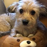 Harley Olson - @harleybarleyolson - Instagram