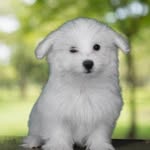 Harley Quezada - @harleythe_maltese - Instagram