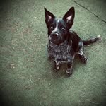 Harley Sanchez - @harleytheeheeler - Instagram