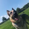 Harley 💫🤠 - @harley.german.shepherd - TikTok