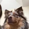 Harley 🤎 - @harleytheminishepherd - TikTok