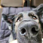 Harley - East German Shepherd - @giantharley - Instagram