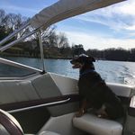 Harley _australian Shepherd - @harley_australian - Instagram