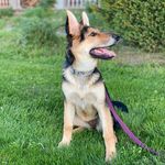 Harley - @_harley_shepherd - Instagram