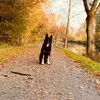 Harley - @harley.the.shepherd - TikTok