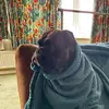 harley - @harley_shepherd1 - TikTok