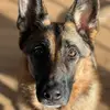 Harley🍭 - @harleythegshepherd - TikTok