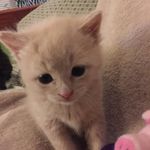 harley shepherd - @harley_sherman_ - Instagram