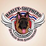 Harley-Shepherd Vom Sankampang - @harley_shepherd_vom_sankampang - Instagram