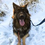 Harley the 🇩🇪 Shepherd - @harley_the.doggo - Instagram