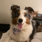 Harley the Australian Shepherd - @harley_the.aussie - Instagram