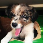 Harley The Australian Shepherd - @harleytheaussie28 - Instagram
