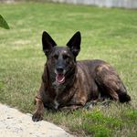 Harley the Dutch Shepherd - @harley_the_dutch_shepherd - Instagram