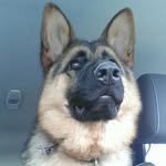 Harley the german shepherd🐾 - @germanshepherd_harley_agility - Instagram