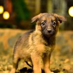 Harley The German Shepherd - @german_shepherd__harley - Instagram