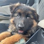 Harley The German Shepherd - @harl.ey_thegermanshepherd - Instagram