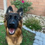 Harley the German Shepherd - @harleys.gsd.life - Instagram