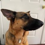 Harley the German Shepherd - @lifeofharley_thegsd - Instagram