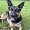Harley The German Shepherd - @harley.the.german - TikTok