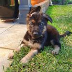 Harley the German Shepherd - @harley.the.shep - Instagram