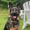 Harley The Sable Shepherd - @harley_thesablesh - TikTok