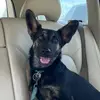 Harley (The Shepherd) Samson - @harleytheshepherd - TikTok