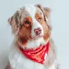 harleyxshepherd - @harleyxshepherd - TikTok