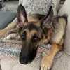 Mr_Harley_The_German_Shepherd - @harleythegermanshepherd7 - TikTok