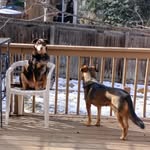 Susie Q & Harley Shepherd mix - @susieqandharley_ - Instagram