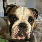 Harley Spaulding - @harleythebulldoggey - Instagram