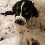 Harley bear - @harley.springer.spaniel - Instagram