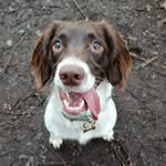 Harley Bell - @harleyspringer111 - Instagram