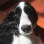 Harley Dog - @harleyspring - Instagram