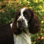 Harley_English Springer Spaniel - @harley_springer_spaniel - Instagram