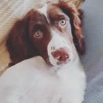 Harley - @harley_springer_ - Instagram