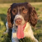 harley pops - @harley_springerspaniel - Instagram