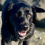@harley_springador - Instagram