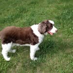 Harley Springer - @harleyspringer60 - Instagram