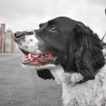 Harley Springer Spaniel - @harleyspringerspaniel - Instagram