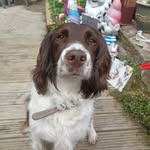 Harley Springer Spaniel - @springerharley2022 - Instagram