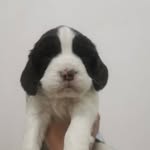 HarleySpringer - @riichradio - Instagram