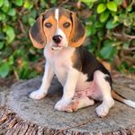 Harley Stark - @harleystark_thebeagle - Instagram
