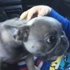HarleyJayThomasStrange - @harleystrange99 - TikTok