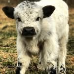 Harley Stratton - @stratton2929 - Instagram