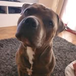Harley Sutton - @harley_sutton - Instagram