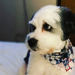Harley - @harleybluesweeney - Instagram