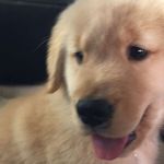 Harley Sweeney - @worldscutestpuppie - Instagram