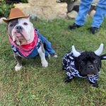Harley & Tater Marvin - @harleyandtater_rescuedbullies - Instagram